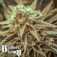 Brothers Grimm Seeds Killer Queen